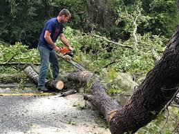 Why Choose Our Tree Removal Services in Valentine, NE?