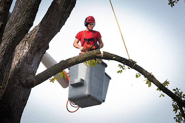 Trusted Valentine, NE  Tree Services Experts